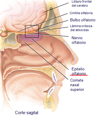 El Olfato