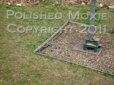 Picture of squirrel lying on the ground eating