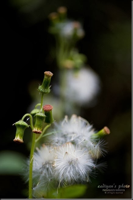D700_2013-10-08_005