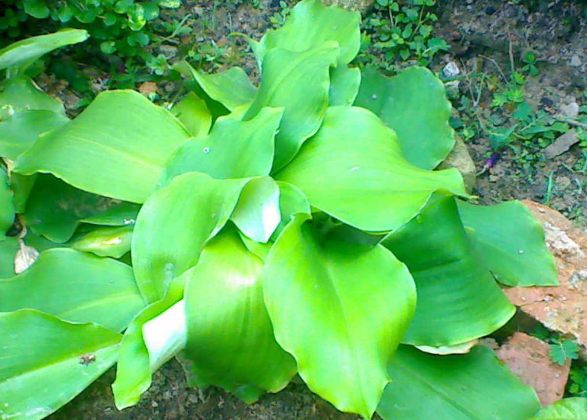 daun daunan apotik hidup untuk herbal daun cekur