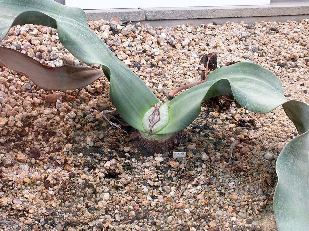 welwitschia-mirablilis-1 welwitschia-mirablilis-1