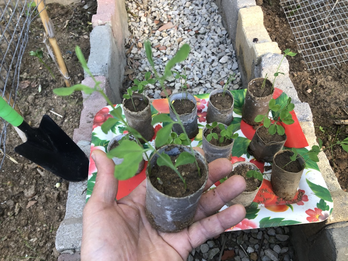 Keep reading as you will learn how to transplant Sweet Peas seedlings into the garden started in toilet rolls, discover all my tips for ensuring their healthy growth and development.