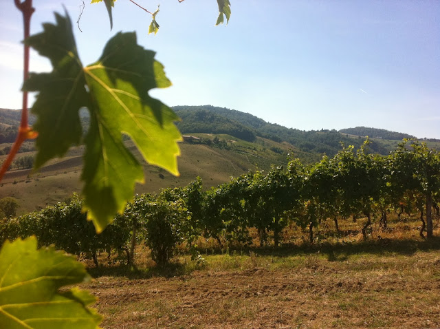 Emozione3 Degustazione e Vendemmia 2013