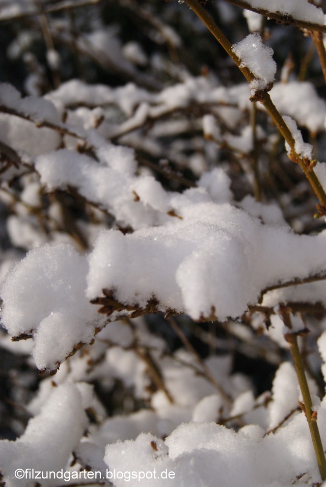 Zweige mit Schneehauben
