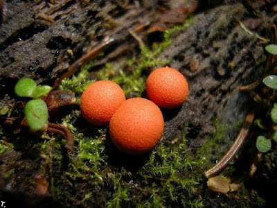 small plants, beautiful small plants 