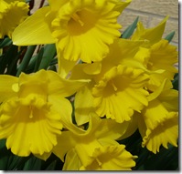 u3a joyce's daffs
