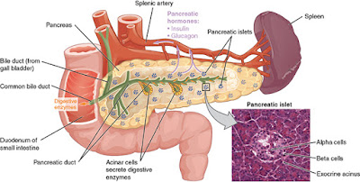 pancreatic cells 