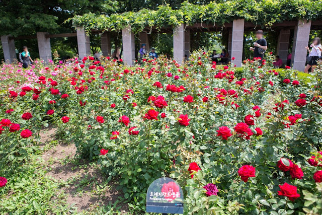 Incheon Grand Park - Rose Garden