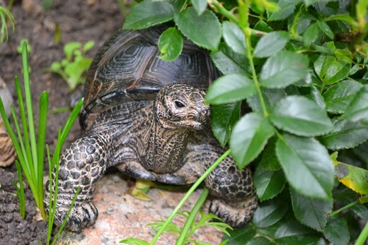 Tortoise statue