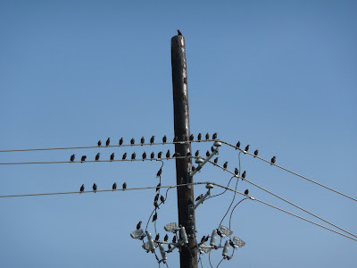 starlings on a utility pole
