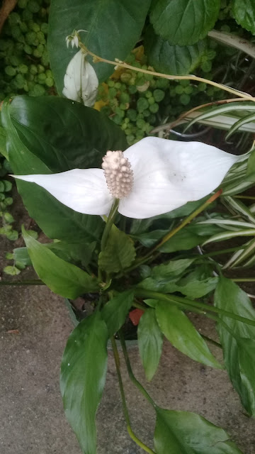 No Lírio-da-paz, o que chamamos de flor é, na verdade, uma inflorescência. Ela é formada por uma discreta flor em forma de espiga, e por uma bráctea, ambas de cor branca.  Brácteas são folhas modificadas para tornar as flores mais atraentes aos insetos polinizadores.