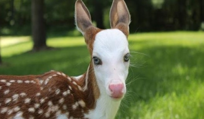World Rarest White-Faced Fawn, Rejected By Mother, Finds New Life