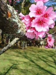 Sakura, flor da cerejeira japonesa, Cruzando Mundo