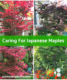 Japanese maples, garden trees, emperor maple