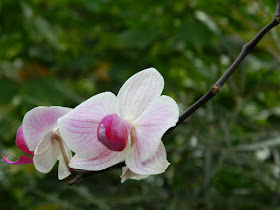 Phalaenopsis Moth Orchid at the Allan Gardens Conservatory by garden muses-not another Toronto gardening blog