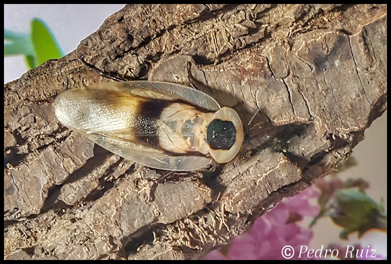 Macho adulto de Blaberus craniifer, 5,5 cm de longitud