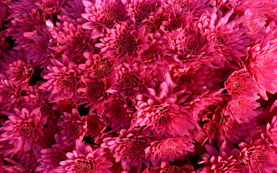 alfombra-de-flores-de-petalos-color-fucsia