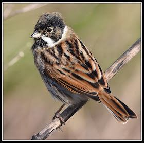 Reed Bunting