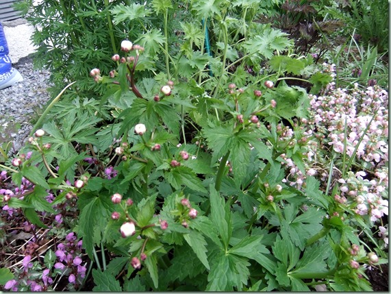 Ranunculus aconitifolia 'flore pleno