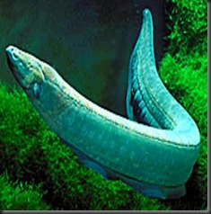 Electric-Eel-03