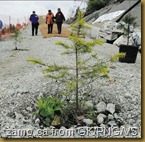SFPP-tree