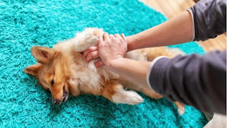 La guía de los primeros auxilios para los perros