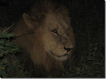 Life in the wilderness 047