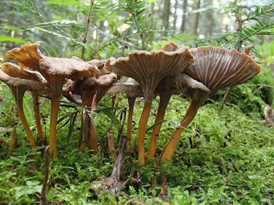 Pieprzniki trąbkowe Cantharellus tubaeformis