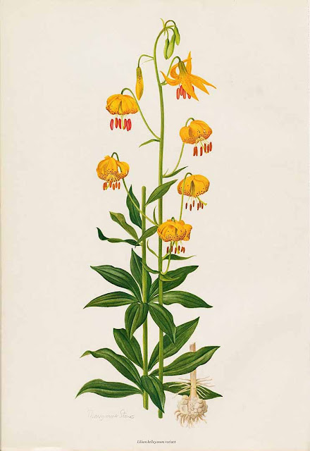 Лилия Келли (Lilium kelleyanum)