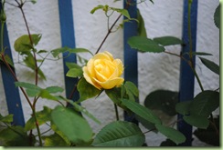 'Golden Gate'