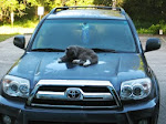 Mi Toyota del 2006, Con el Bobo el Gato de Lory.