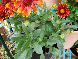 Gallardia (Gaillardia aristata Pursh.).