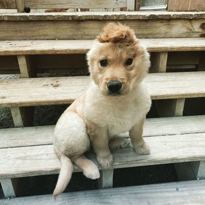 DOGCÓRNIO: CONHEÇA A CACHORRA COM ORELHA EM CIMA DA CABEÇA