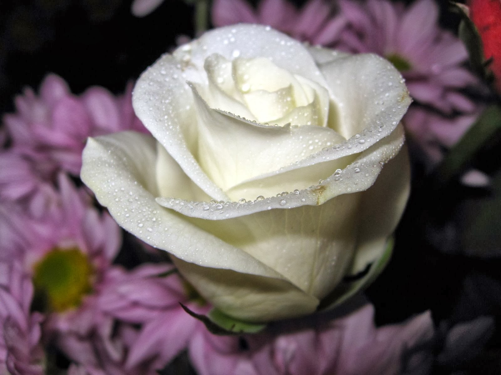 Kumpulan Gambar Bunga Mawar Putih yang Cantik & Indah:Blog ...