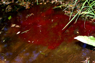 Flowerhorn Fish Food