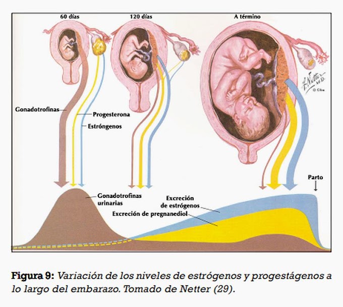 PDF: Cambios hormonales asociados al embarazo. Afectación gingivo-periodontal