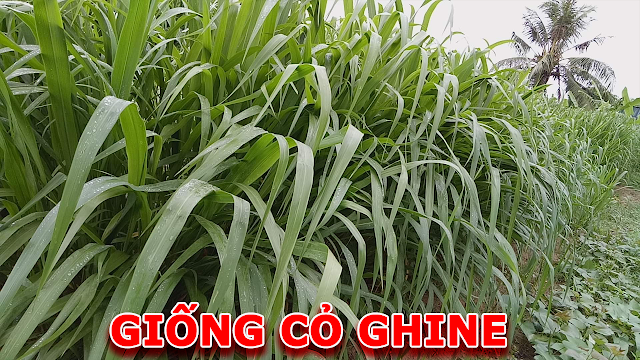 Danh sách các loại giống cỏ nuôi gà tốt nhất hiện nay