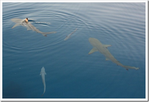 Black tip breaking surface
