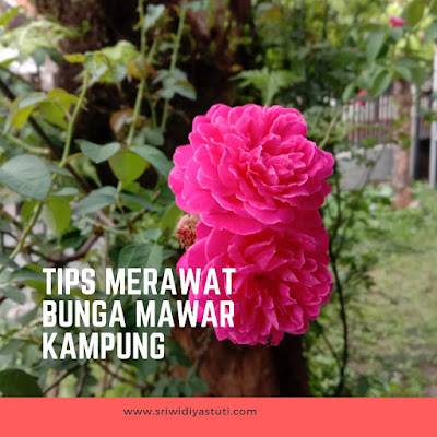 Tips Merawat Bunga Mawar