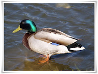 Duck Animal Pictures