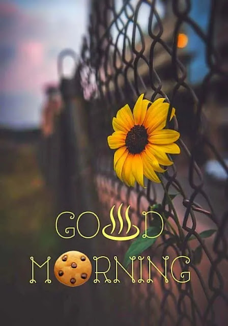 Good Morning images, photos, and pic