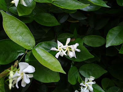 つる 植物 白い 花 412695