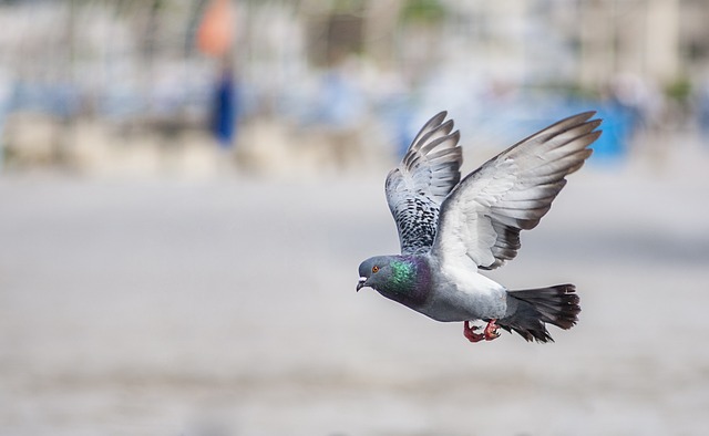 41 ways to see pigeon in a dream islam