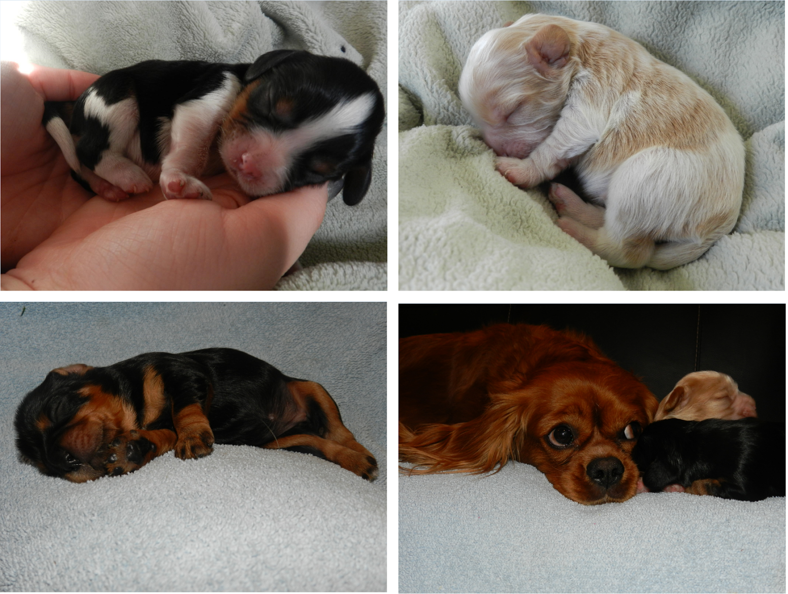 Newborn Cavalier King Charles Spaniel