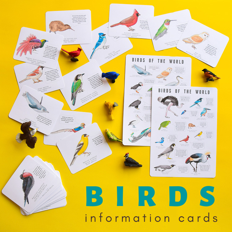 Birds information cards