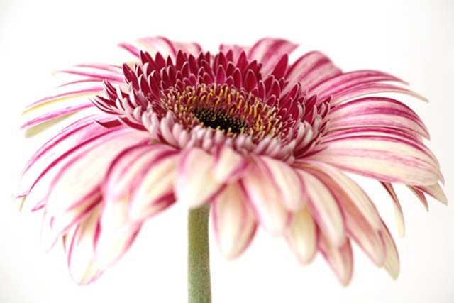 Pink and cream striped gerbera