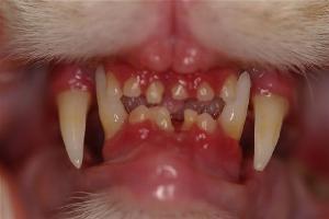 Feline Gum Disease