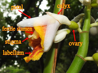 Flowers of False Cardomom Ginger