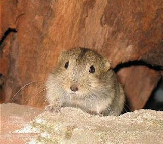 Lemming