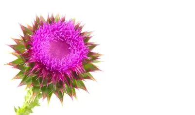 Know about milk thistle benefits for kidneys